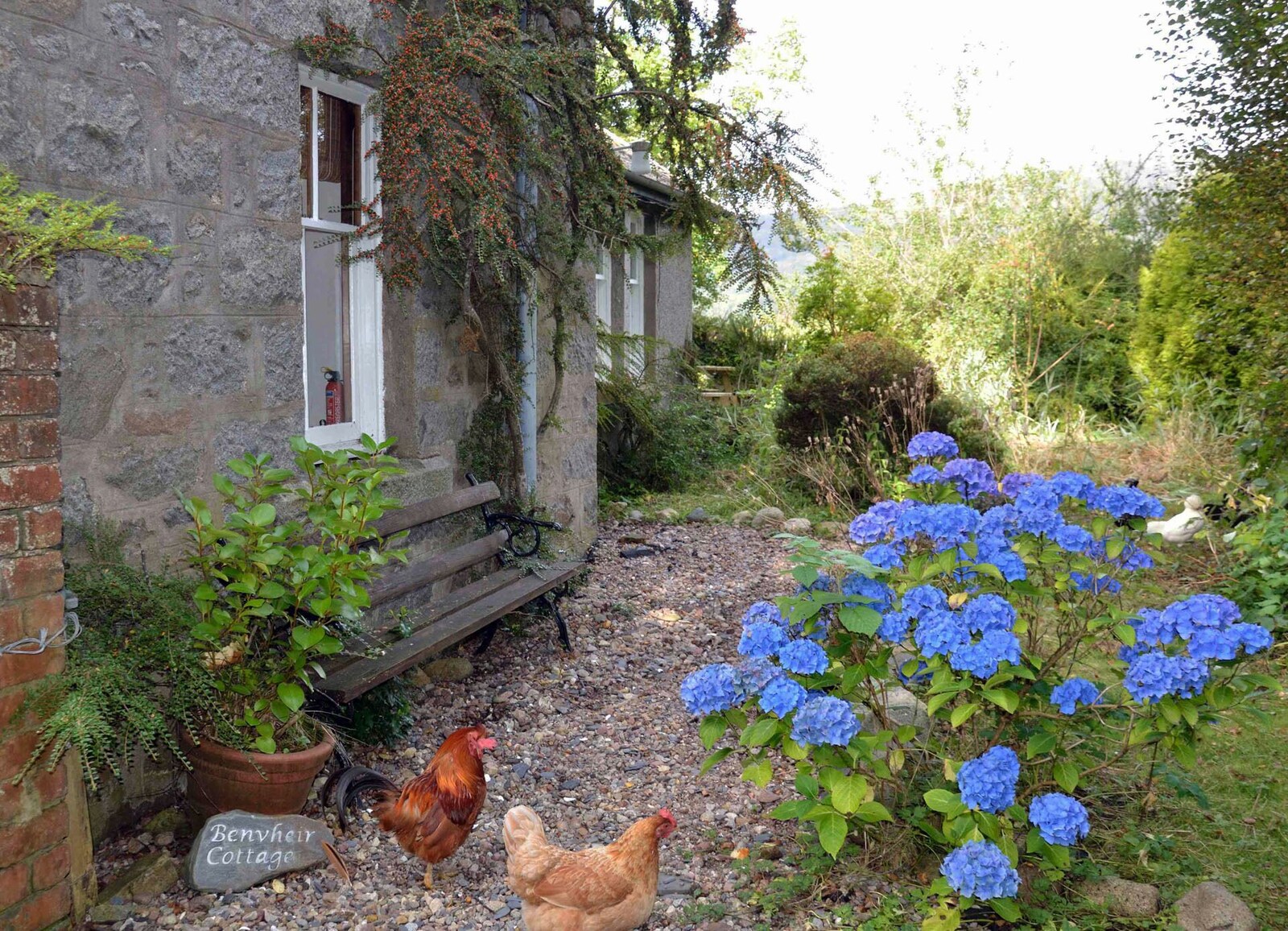 Stone cottage and garden with blue hydrangeas